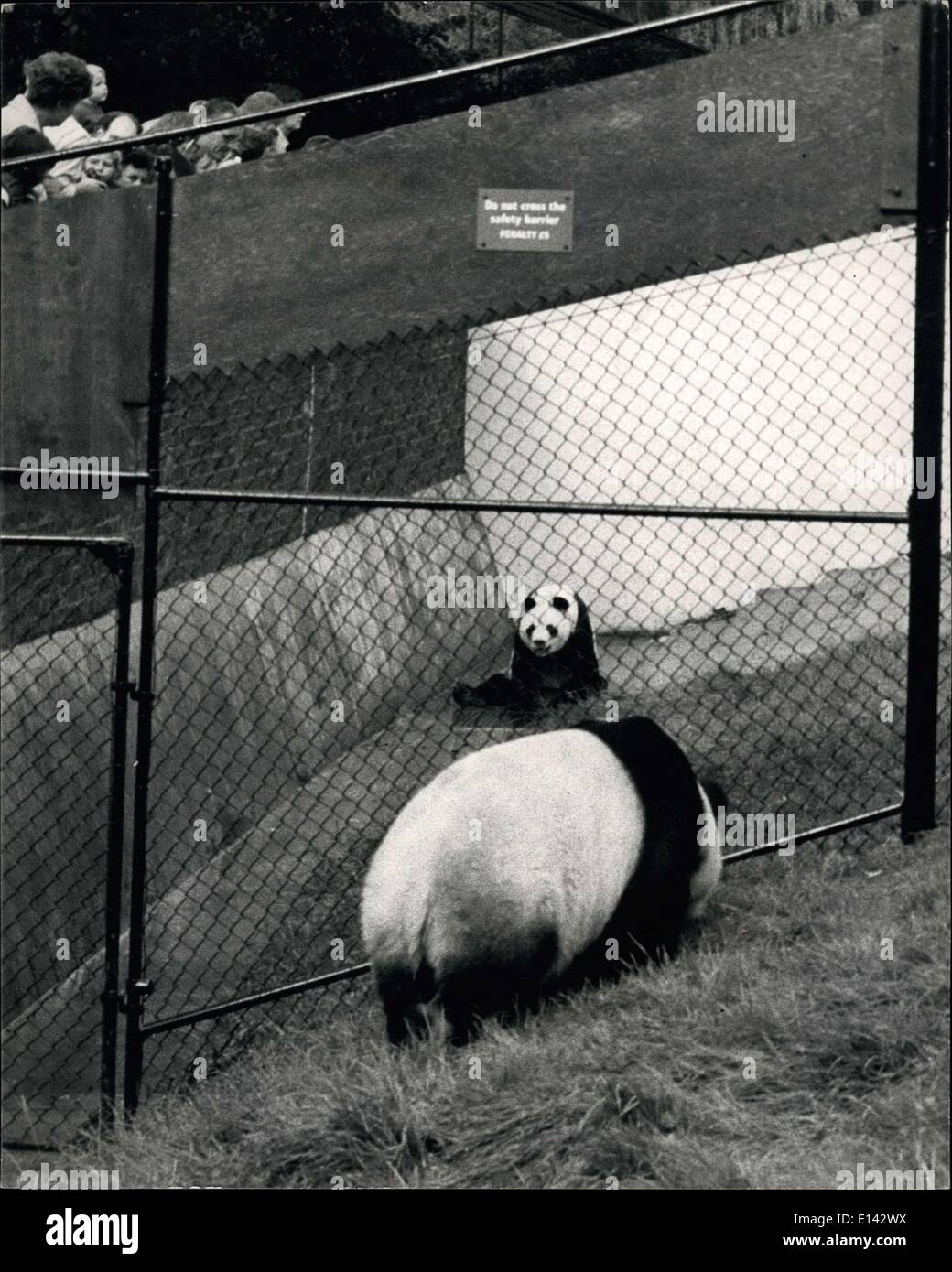 31. März 2012 - The Giant Panda Balz im London Zoo.: ein-An der russischen Riesenpanda im Londoner Zoo weiterhin seine Werbung mit dem Londoner Zoo weiblich, Chi-Chi - nach ihrer unproduktive trifft in Moskau vor zwei Jahren. Sie sind noch durch einen Drahtzaun getrennt, die ihren Paddock teilt. Foto zeigt An-An the Russian Giant Panda (nächste Kamera) - sieht durch den Drahtzaun auf Chichi - wer gezögert hat, näher zu kommen. Stockfoto