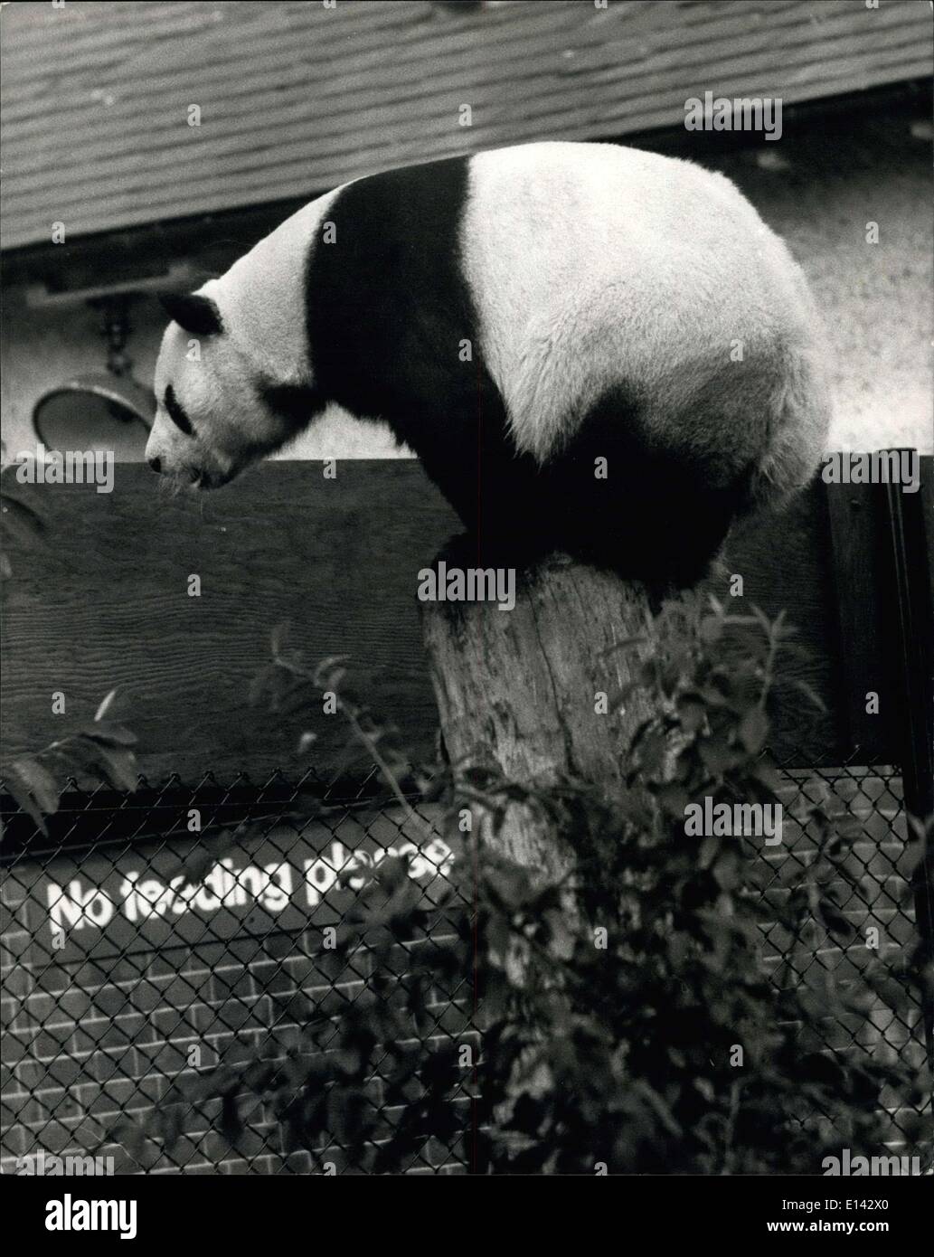 31. März 2012 - The Giant Panda Balz im London Zoo.: ein-An der russischen Riesenpanda im Londoner Zoo weiterhin seine Werbung mit dem Londoner Zoo weiblich, Chi-Chi - nach ihrer unproduktive trifft in Moskau vor zwei Jahren. Sie sind noch durch einen Drahtzaun getrennt, die ihren Paddock teilt. Foto zeigt An-An die russische Riesenpanda - klettert an die Spitze der Stamm des Baumes im London Zoo - wahrscheinlich, um einen Blick auf Chichi. Stockfoto