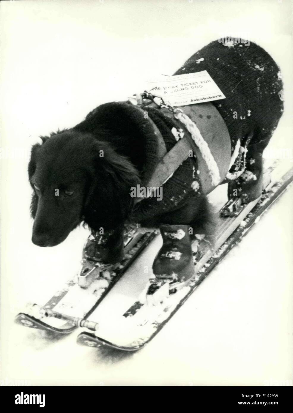 31. März 2012 - Welt zuerst Ski Hund: weltweit erste Ski Hund ist  eigentlich in Davos (Schweiz) zu sehen. Es ist ein Urlaub mit seinem  amerikanischen Besitzer Dachshound. Es scheint jedoch zweifelhaft,