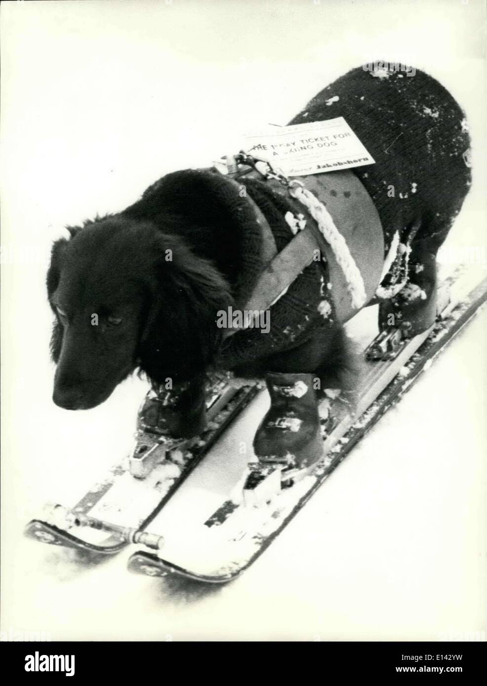 31. März 2012 - Welt zuerst Ski Hund: weltweit erste Ski Hund ist eigentlich in Davos (Schweiz) zu sehen. Es ist ein Urlaub mit seinem amerikanischen Besitzer Dachshound. Es scheint jedoch zweifelhaft, ob er wirklich liebt Wintersport. Stockfoto