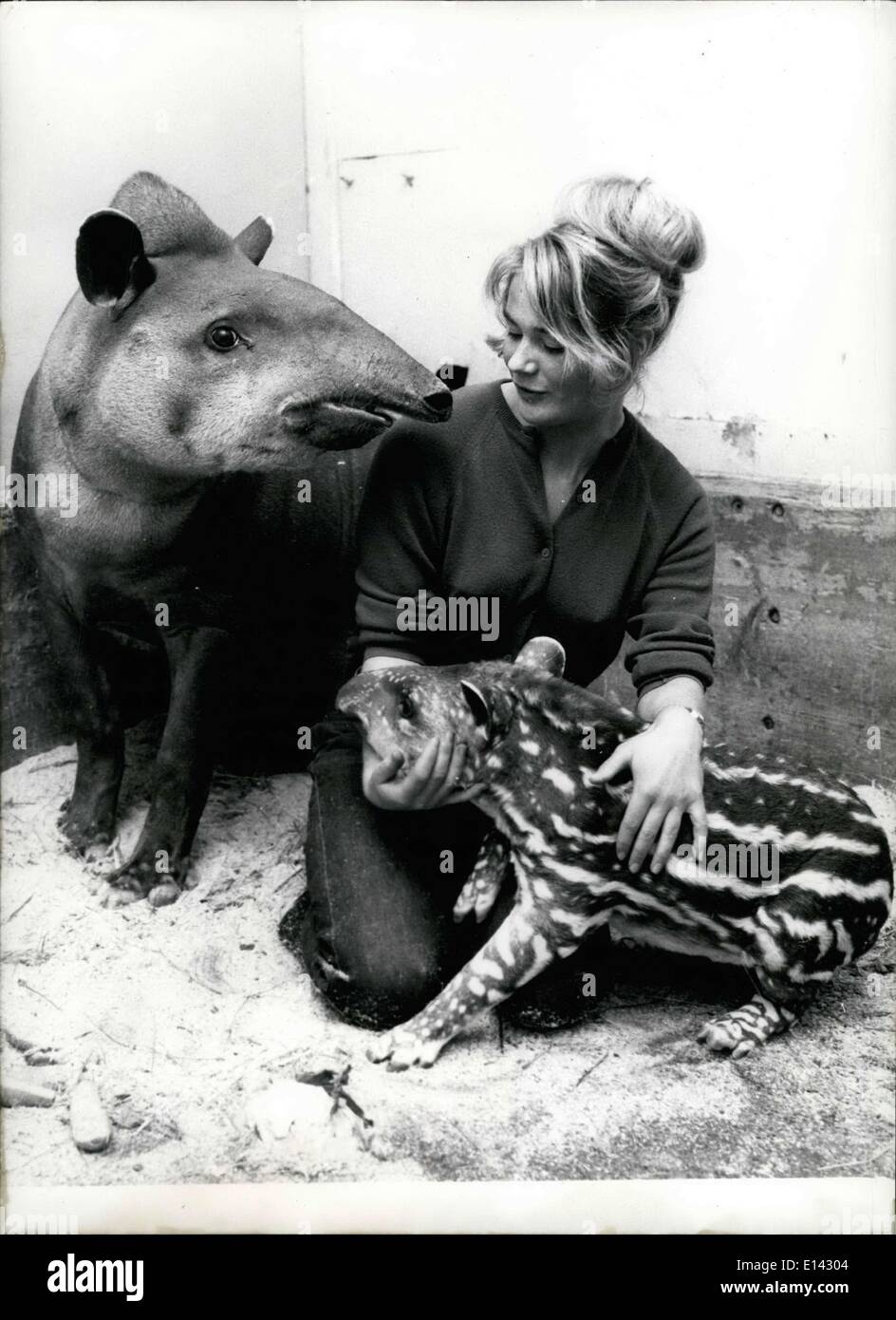 31. März 2012 - Studie am lebenden Objekt. kann die schöne Ruth Heller präsentieren. Der Student für Zoologie arbeitet als Aushilfe in der Frankfurter Zoo, um Erfahrungen zu sammeln. Ruth ist daher froh, dass gerade in dieser Zeit gab es eine ungewöhnliche Geburt im Zoo. vor 14 Tagen wurde eine Tapir Mädchen getragen und Ruth darf mit dem Baby zu spielen. Keystone Foto 30.09.1965 Stockfoto