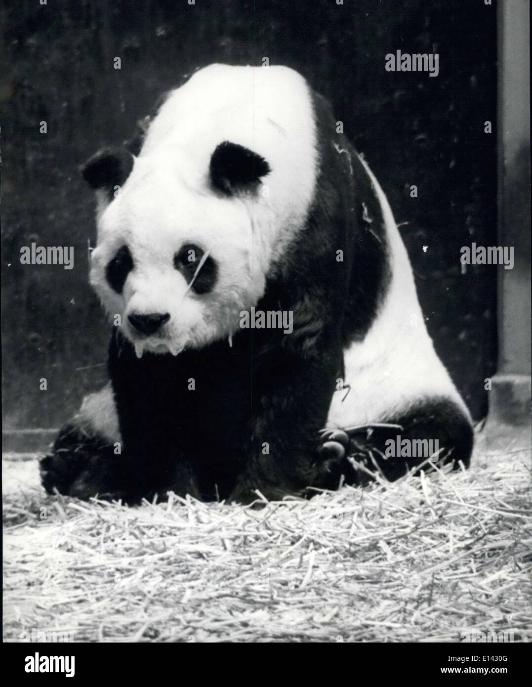 31. März 2012 - Chichi hält immer noch im Rampenlicht: die First Lady der Tierwelt, der große Panda, Chi-Chi ist mit Blick auf ihre letzte Vorhang im Alter von 15. Die alten Trouper im Regents Park Zoo ist kinderlos sterben und die britische Öffentlichkeit zeigen ihre wahre Liebe zu ihr. lassen sie nicht oft die Ruhe von ihrer Höhle im Zoo und die Matinee-Vorstellungen, die sie so frei gab mussten abgesagt werden. Chi-Chi kam aus den Bambuswäldern von China im Jahr 1958 und wurde im Jahr 1968 erfolglos mit der russischen Panda An-An gedeckt Stockfoto