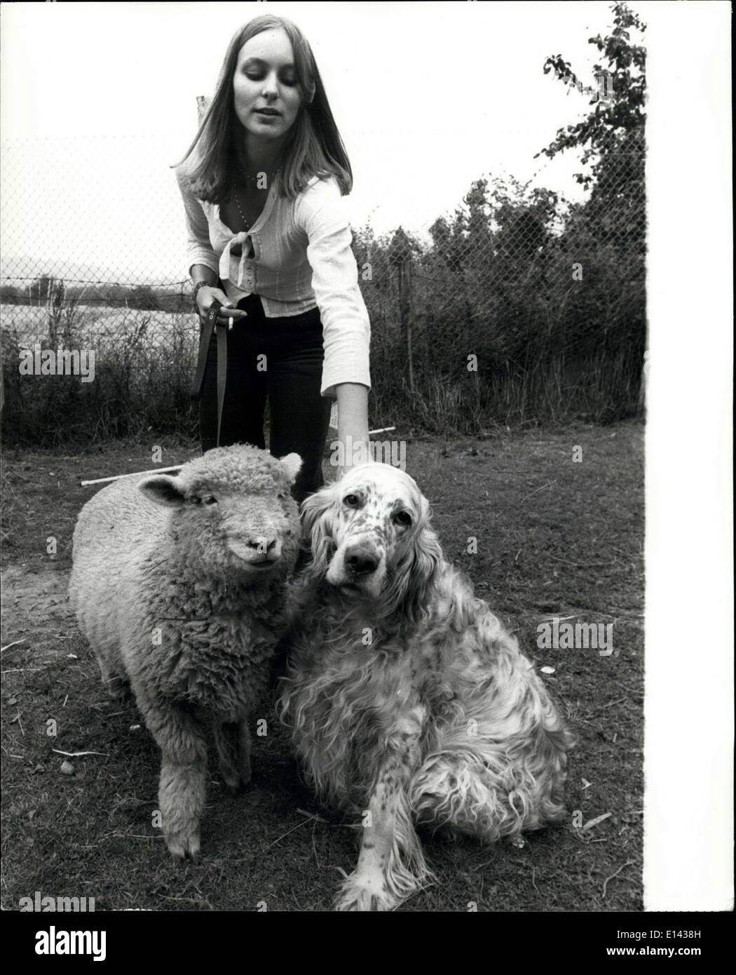 31. März 2012 - Carilyn hatte ein kleines Lamm: die Leute starren kann, aber Carilyn oddy von Otford, Kent, nicht glaube, es ist ungewöhnlich, dass ihr Haustier Schafe, Victoria, für Spaziergänge mit ihrem Hund-Star zu nehmen. Weder Sterne oder Victoria. Sie bekommen auf berühmt, und sogar mit dem 19-Year-Old Lehrer Ausbildung Studenten reisen mit dem Auto. Stockfoto