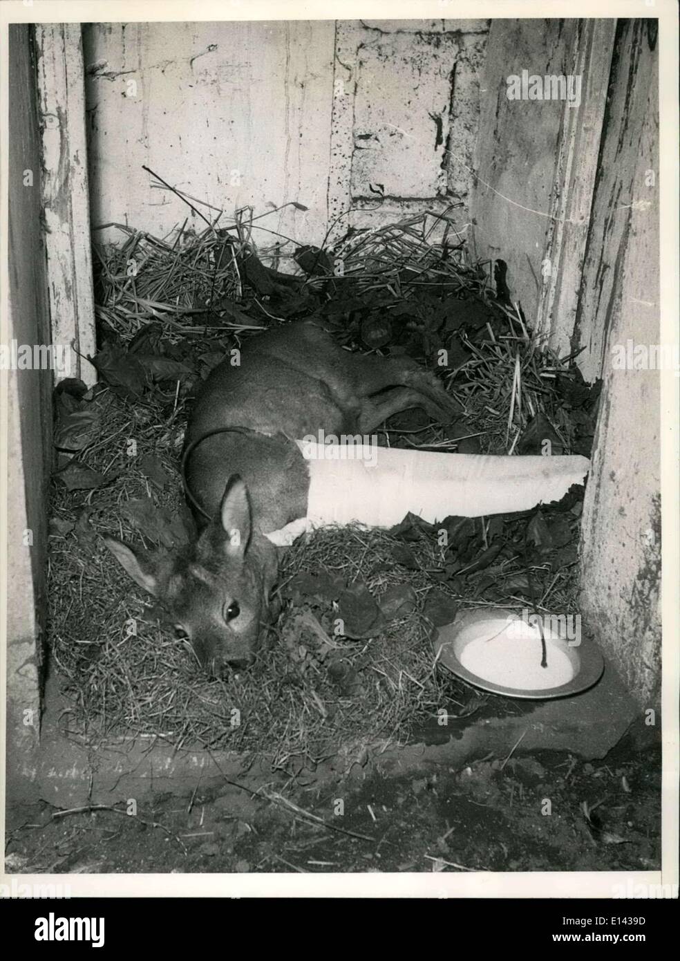 31. März 2012 - hatte das Reh, das jetzt in den Stall von der Gesellschaft für die Verhinderung der Grausamkeit zu den Tieren in Duisburg mit einem Bein geschient ist in der Nacht von Wilhelm Marahrena getrieben worden. Aber der Mann hatte ein Freund der Tiere und hob das Reh steckte es in seinen Wagen und eilte zum Tierarzt. Der Arzt konnte Schiene das Bein und die Schmerzen zu mildern. Das Reh sieht ziemlich hilflos auf unserem Bild aber es ist ganz gut Stockfoto