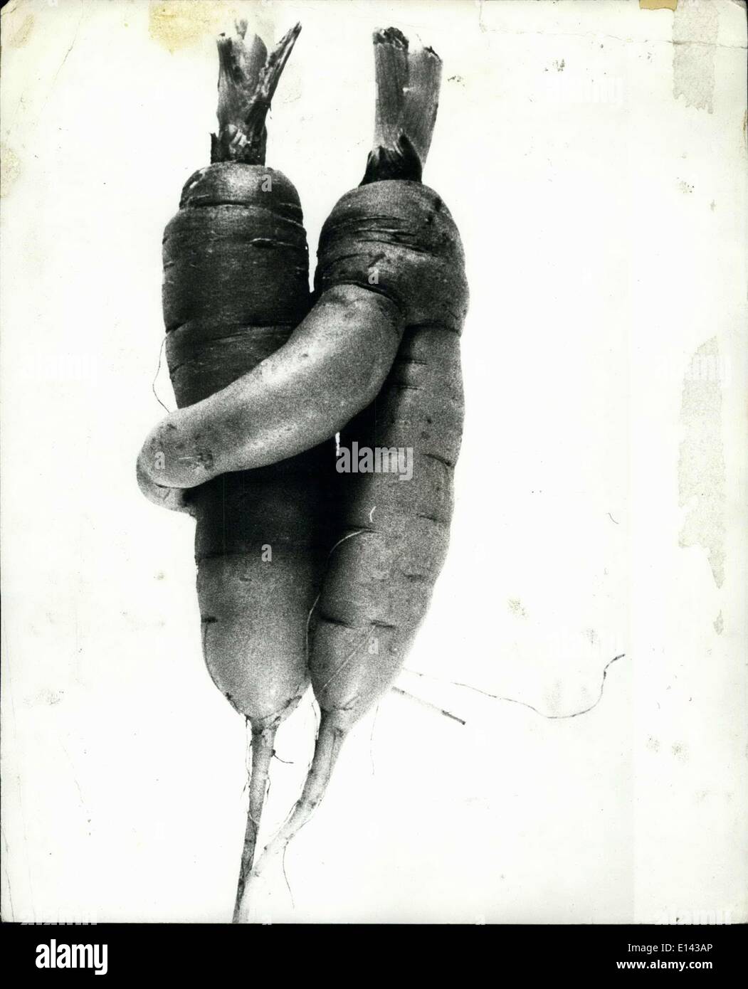 4. April 2012 - Karotten in der Liebe. Es kann nur der Natur wenig Witz aber diese zwei Karotten in der Schweiz vor kurzem ausgegraben scheinen wirklich zu einander in einem großen Weg gefallen sind. Vielleicht werde sie benötigen einen Ehering 24 Karotte. Stockfoto