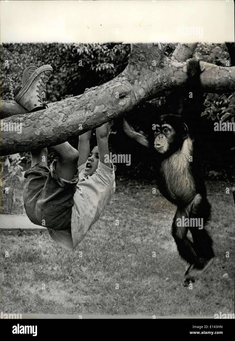 31. März 2012 - jetzt ist es die "Amerikanisierung '' von Susie.: diese seltene und berührende Studie zeigt die zärtliche Beziehung geteilt durch zwei einfache, lebhaften Herzen einen jungen und seinen geliebten Schimpansen-Freund. Getrennt durch Tausende von Meilen von seiner natürlichen Heimat und Familie in Sierra Leone, '' der Schimpanse vor kurzem '' nach Amerika ausgewandert. Während seiner Tätigkeit im Ausland von Peace Corps Worker Merrick Lockwood verabschiedet wurden, wird der Schimpanse namens Susie bereits berichtet, freundete sich mit Hälfte der Stadt in New England und die Herzen aller Kinder in der Nachbarschaft gestohlen haben Stockfoto