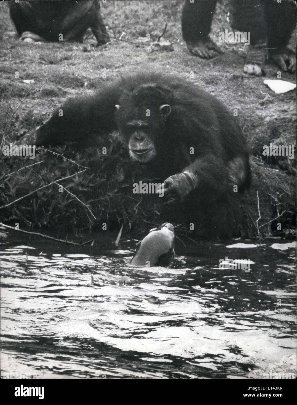 04. April 2012 - Longleat Chimps Go Big  Hunting. Das Marquis of lath's Longleat Tierreservat wird jeden Tag mehr wie der Dschungel. Jetzt haben sie sogar Gib-Jäger! Simon, Alby und Mona, drei zähe alte Schimpansen, haben kürzlich die neu eingetroffenen kalifornischen Robbenlöwen auf die Jagd genommen. Die drei rauen und fertigen Affen baumeln im Löwenpool und locken sie an den Rand - dann greifen sie sich und versuchen sie zu fangen - für einen Snack! Aber zum Glück sind die Seelöwen zu schnell, und zum Glück nehmen sie normalerweise nicht den Köder Stockfoto