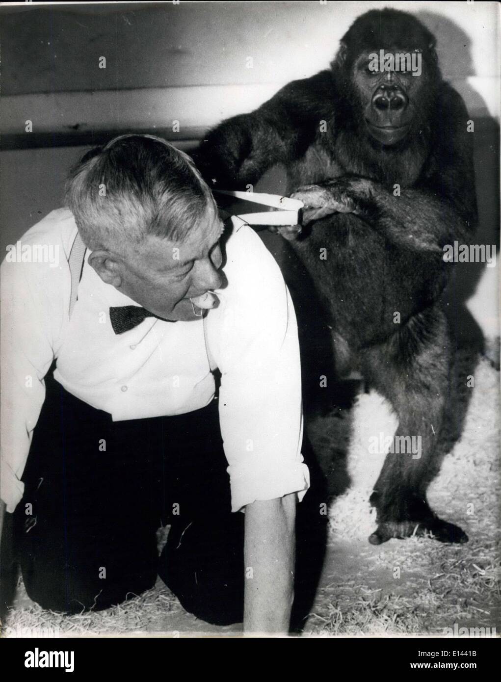 4. April 2012 - eine ritterliche toben... Von George... Die beliebtesten Insassen des Zoos in Sydney, Australien - sind George und Maria die Gorillas... Immer gerne Besucher in den Zoo zu stoppen und ihre Possen zu sehen... Ihre große Pal - ist Sir Edward Hallstrom - Hon Leben Direktor Taronga Park zoologischen Trusy-Sydney... Wenn er in ihrem Käfig geht - ist eine recht-Royal-Zeit von allen hatte... Foto zeigt George hält - Sir Edward von seinem Hosenträger - als die letztere kriecht um den Käfig - holding eine Banane in den Mund - als Geschenk für eine kooperative George. Stockfoto