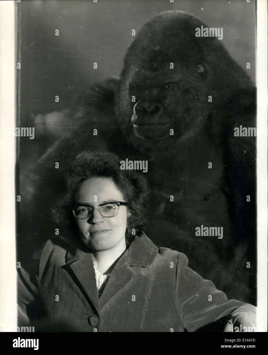 4. April 2012 - Gorilla von Keeper, die er übel zugerichtet besucht? Lächelnd tapfer mit? King Kong? Blick über die Schulter. RMS Jane Whitewood machte Freunde gestern erneut mit Bukhama, der Gorilla an Dudley Zoo Worce beide Beine brach. im September letzten Jahres. Ein Assistent Torhüter, Frau Whitewood, der hofft, wieder bei der Arbeit im Frühjahr sein, wird nicht gegen ihn gesagt haben. Er zerfleischt ihr, sagte sie, im Falle der Selbstverteidigung. Trotz der freundlichen Pose Bukhama war nicht in der Lage, eine Hand auf seine Hüter legen? s Schulter, zwischen ihnen gibt es ein dickes Glas. Uhr / Keystone Stockfoto