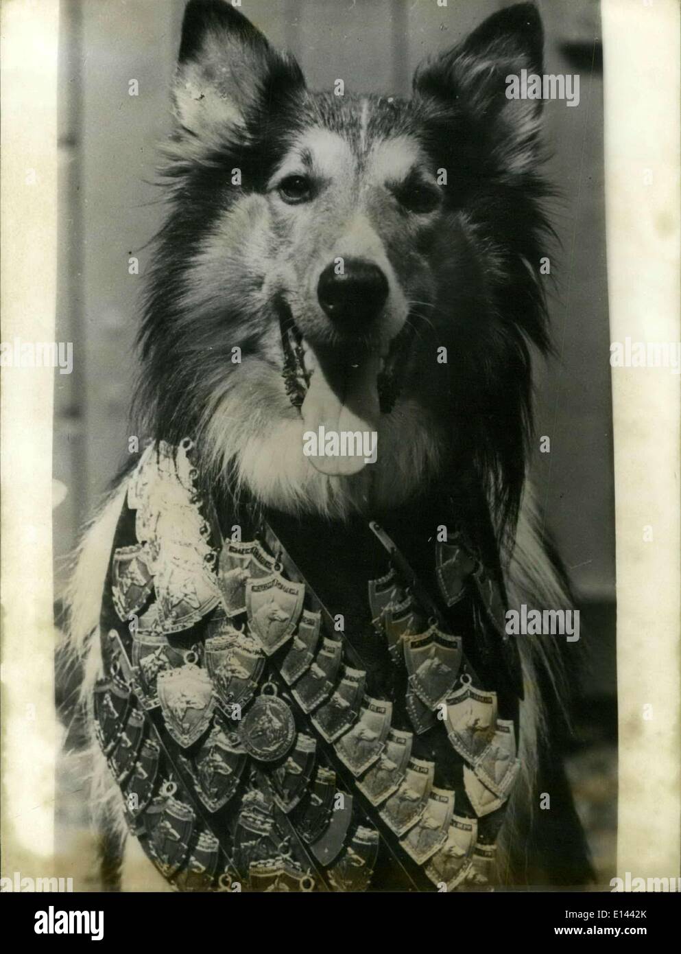 4. April 2012 - A Good Dog: Foto zeigt ein Hund der Hunde Ausstellung jetzt in Moskau stattfindet, und wer verhaften den Rekord von Dekorationen. Frau fährt elektronische Auto, Paris, Frankreich Stockfoto