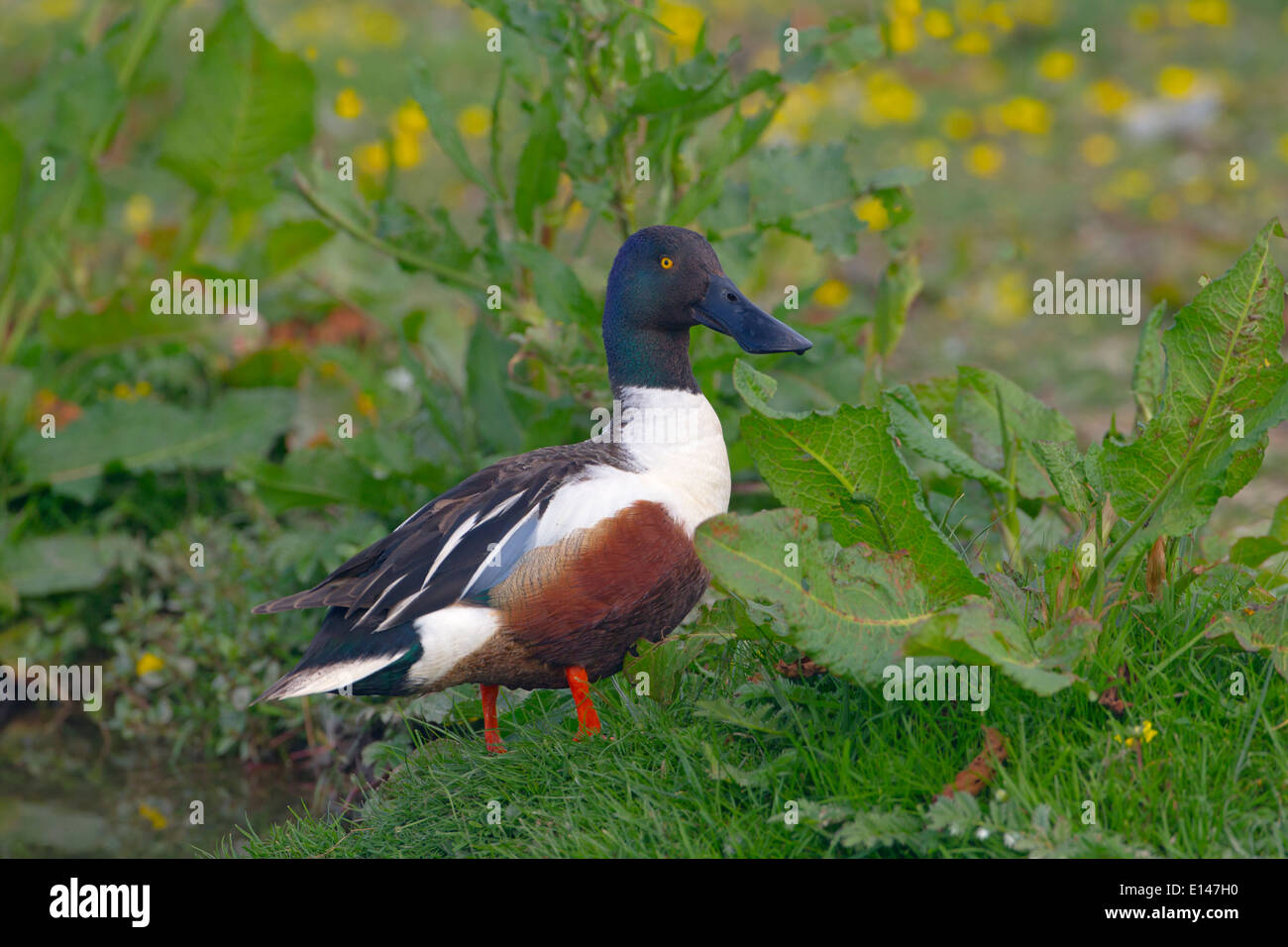 Löffelente Anas Clypeata Drake bei Cley Norfolk Mai reservieren Stockfoto