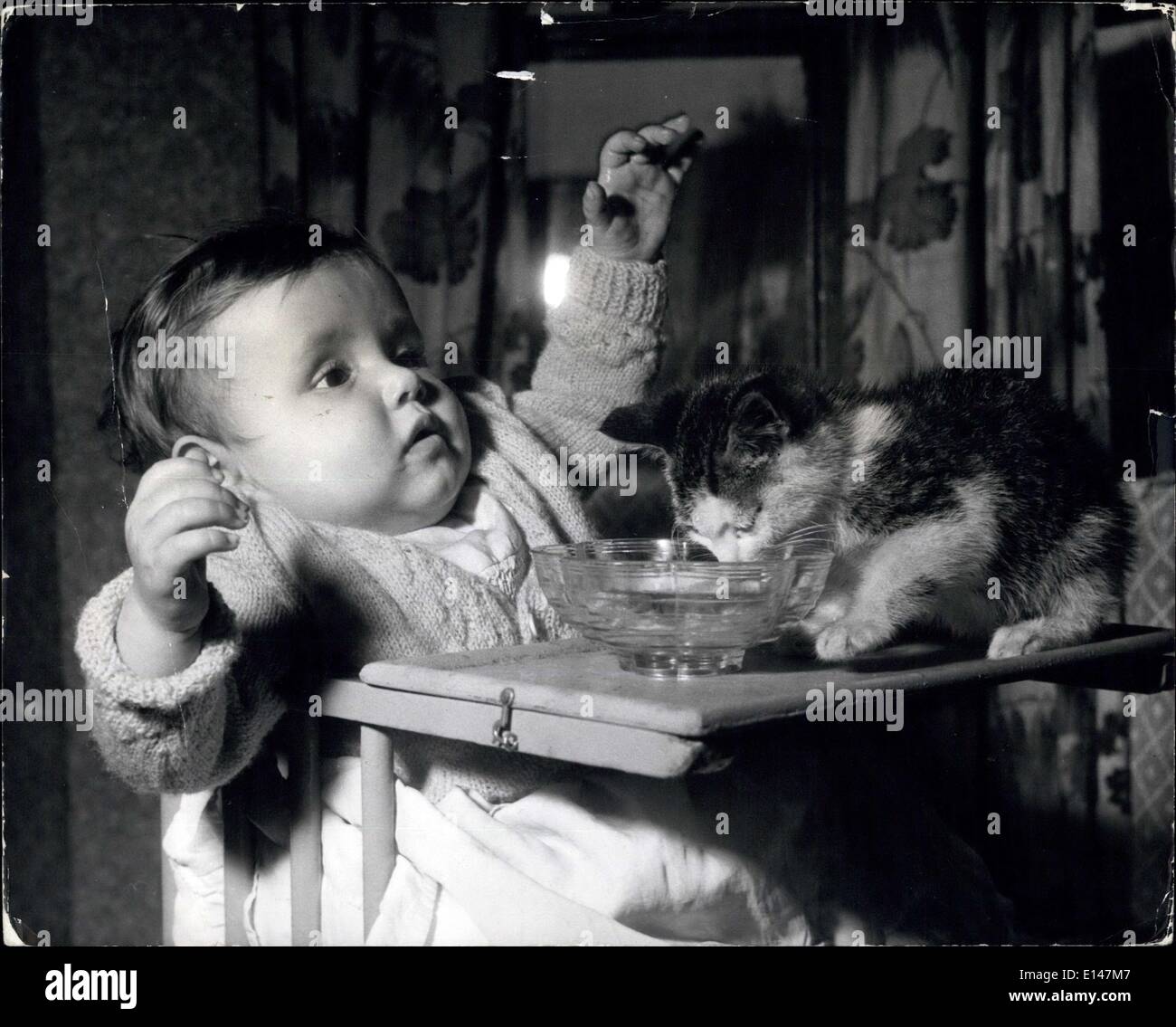 17. April 2012 - barmherziger Gott: sie setzen ihr Gesicht wirklich drin... Teresa und das neugierige Kätzchen... Kätzchen sind solche spielerische Dinge: Sie können nicht halten, dass sie keinen Unfug. Sie stehen auf alles. Teresa Atkins, der Chatham, ist diese Tatsache in einem frühen Alter zu entdecken - sie ist erst sechs Monate alt sich selbst... und wenn sie in ihrem Hochstuhl, warten auf ihre Schüssel mit Milch, sicher genug aufgefüllt werden sitzt kommt Kitty, über die Schulter, und bis auf den Tisch, Absicht auf dem "schieben ihre kleine Nase in alles. Stockfoto