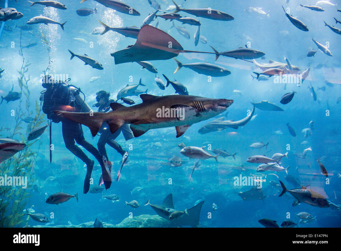 Vereinigte Arabische Emirate, Dubai, Aquarium in der Dubai Mall. Scuba Diving. Stockfoto