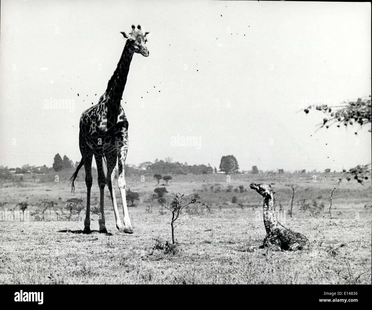 17. April 2012 - schaut die Neugeborene Giraffe seine Mutter für Anordnung zum ersten Mal stehen. Stockfoto