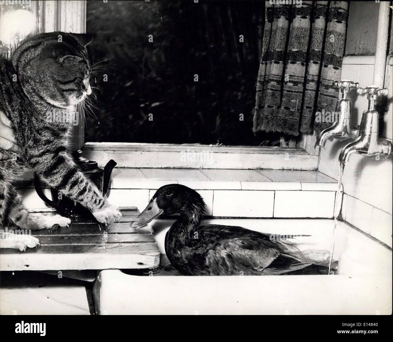 17. April 2012 - Mr. Drake ist eine mutige Art Ente und schwimmt über der Spüle zu genauer betrachten Sally die Katze aber Puss hat Stockfoto