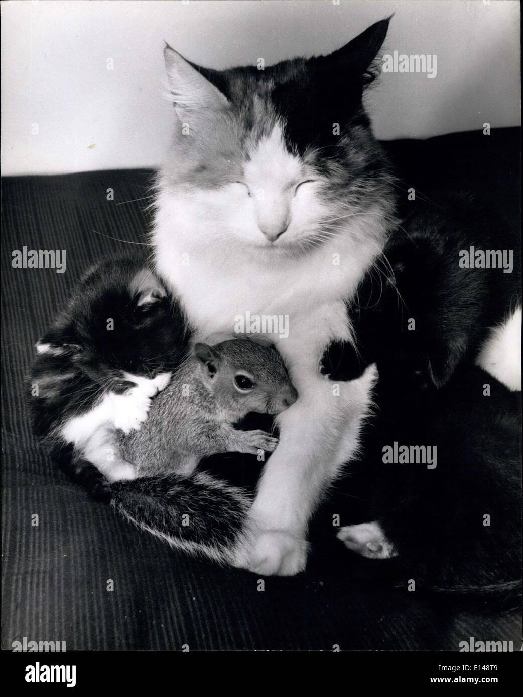 17. April 2012 - Babe aus dem Wald: als 10-Year-Old Stephen Blendell ein Baby-Eichhörnchen in Highgate Wäldern die R.S.P.C.A waren als zu pessimistisch, ob winky fand, würde die Familie Katze, die nur Kätzchen zur Welt gebracht hatte, stimmen, es in ihrer Familie als eine ihrer eigenen zu nehmen und füttern. Sie haben sich geirrt. Denn es stellte sich heraus, Tha t mehr Liebhaber hat keine Katze als Winky und jetzt Sammy, das Eichhörnchen ist gut und wirklich eines der katzenartigen Familie Stockfoto