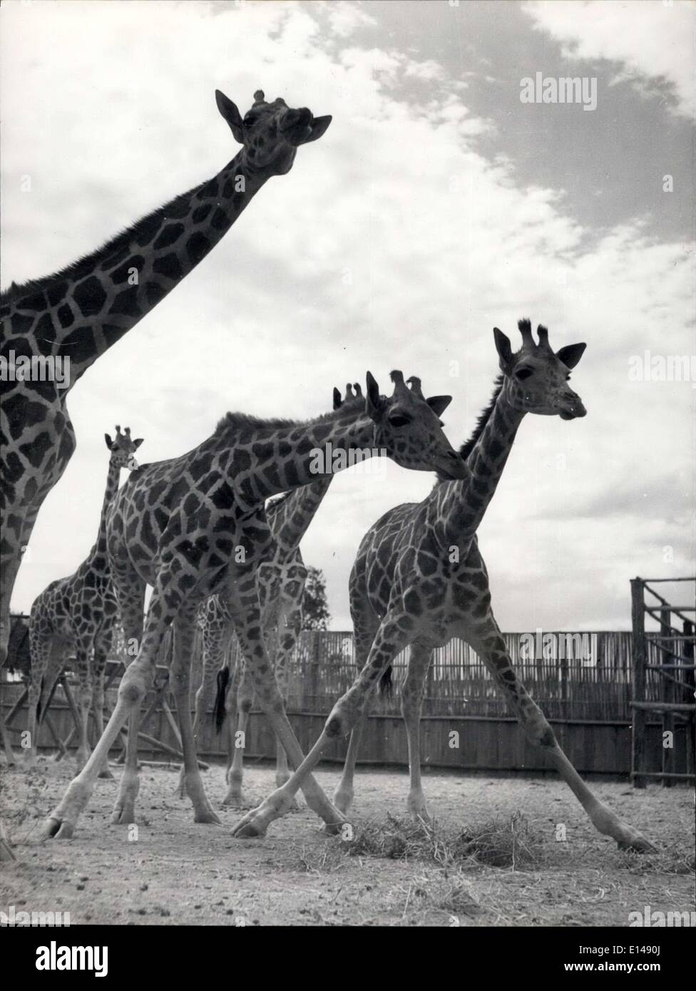 17. April 2012 - zwei-Wege-Stretch - oder. Der nächste eine Giraffe kann man den Spagat: Trotz ihrer Größe und normalerweise würdevolles Aussehen, Giraffen, sind in der Tat überraschend geschmeidig - bemuskelt, wenn sie neugierig werden können sie wirklich für peering runter. Auf Carr Hartleys Farm der Tiere in Kenia gibt es immer eine Herde in einem Gehäuse, noch nicht verschickt, zoologischen Sammlungen im Ausland. Mau Mau Probleme haben diese Kenia Export kaum beeinträchtigt. Stockfoto