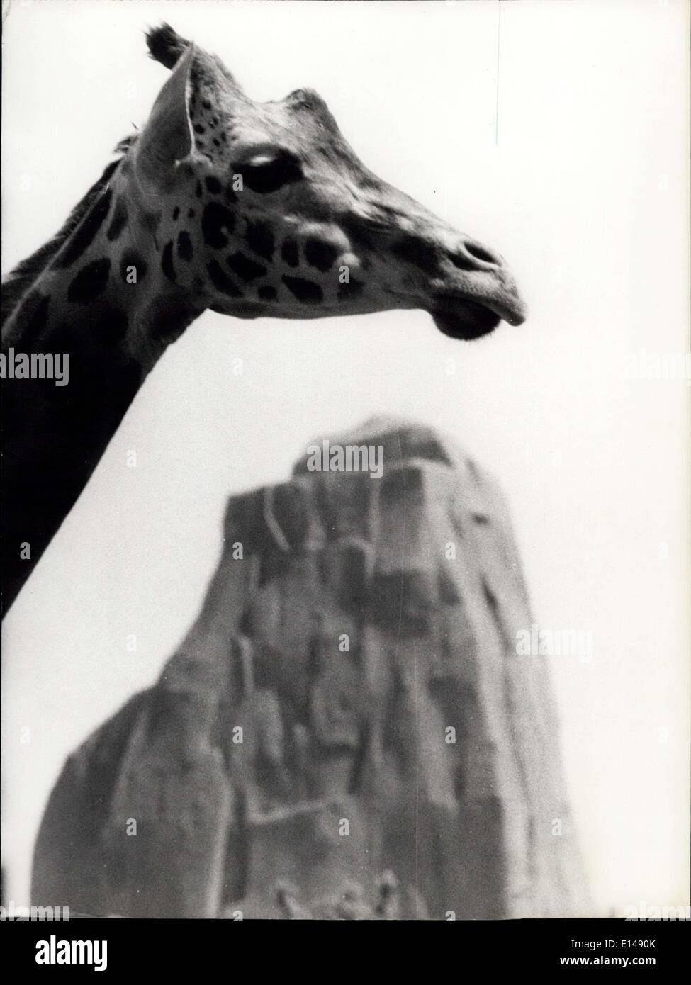 17. April 2012 - am Anfang der Welt: Foto zeigt eine neugierige Momentaufnahme in Paris'' Zoo de Vincennes'' diese Giraffe scheint zu übersehen, die berühmten riesigen Felsen des Zoos. Stockfoto