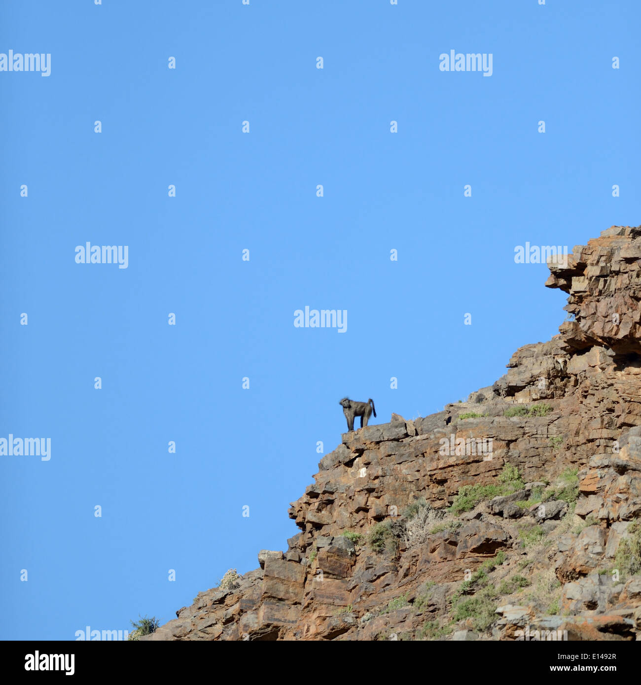 Ein Schuss von afrikanische Paviane in freier Wildbahn Stockfoto