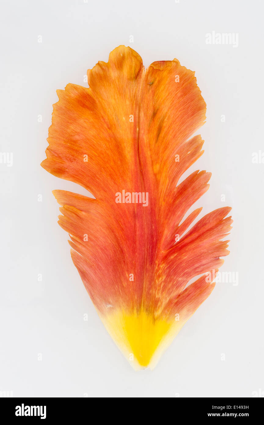 Einzelne bunte Tulpe Blütenblatt Stockfoto