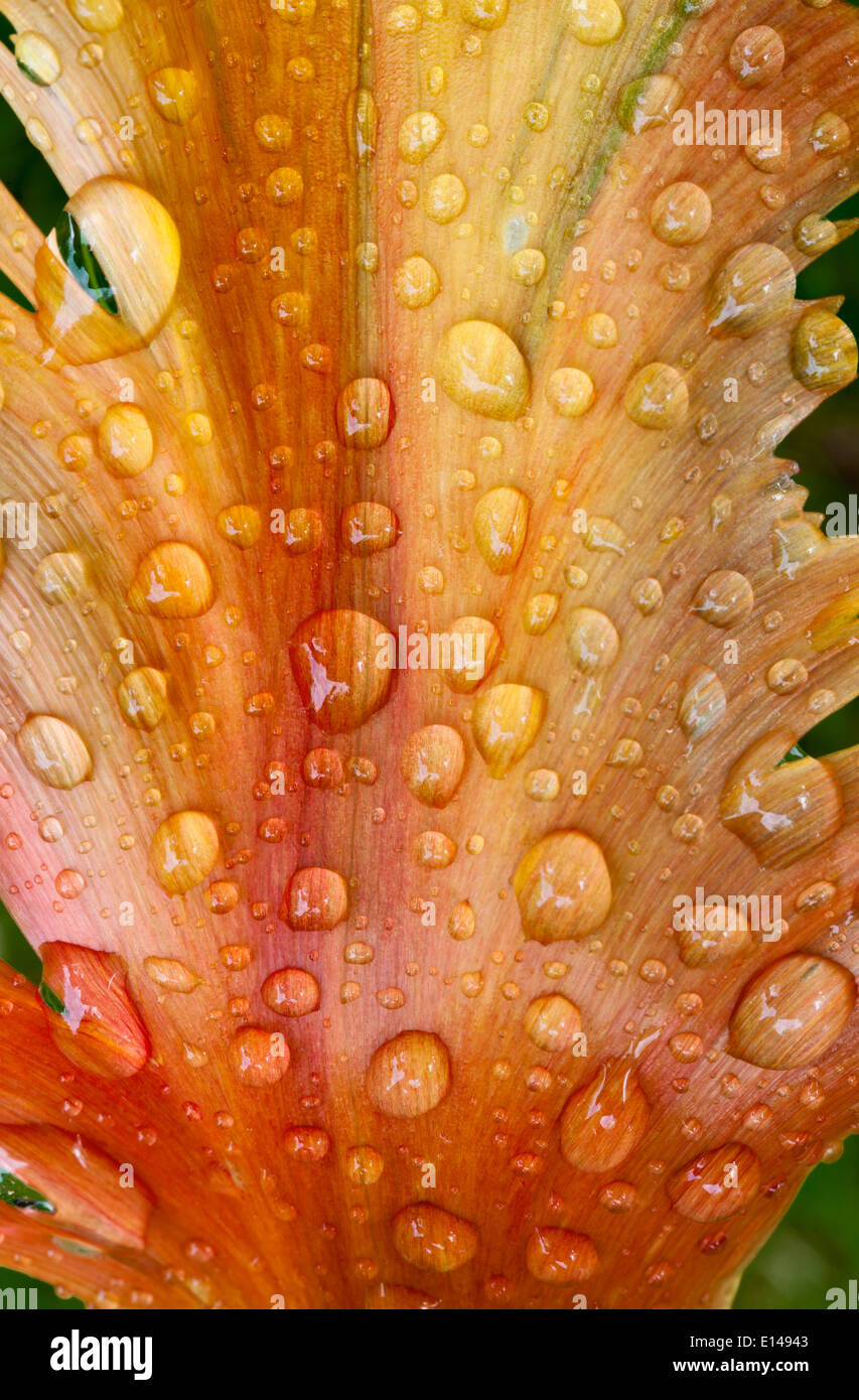 Nahaufnahme der Tulpe Blüte mit Regentropfen Stockfoto