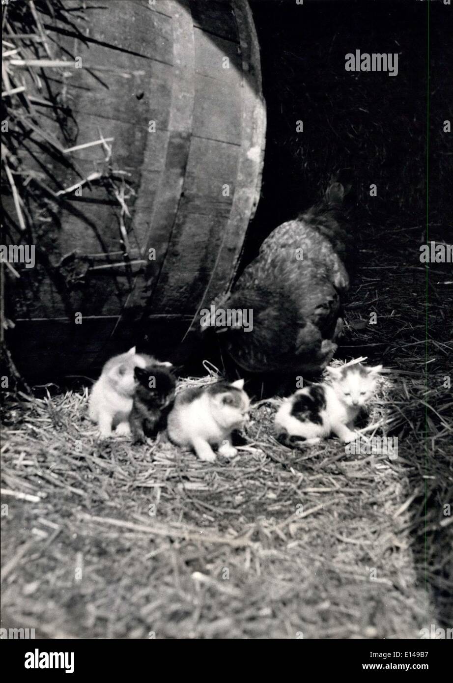 17. April 2012 - Henrietta und ihre Brut: der alte Ausdruck '' wählerisch wie eine alte Henne '' befindet sich direkt beim Henrietta zugewiesen. Sie konnte sich nicht Fluck lauter und häufiger wenn die Kätzchen wirklich ihre eigenen Babys waren. Fell und Federn vermischen. Henne '' Kätzchen sitzen '' für Mutter Katze: gelegentlich Mutter Natur spielt seltsame Streiche und stellt eine Ausnahme von der Regel, das Fell und Feder nicht zu bekommen. Es ist eines dieser unverholenem vorgesehen das Hauptthema der Gespräche unter den Bewohnern des hübschen Ortes des gut-Next-Sea, Norfolk Stockfoto