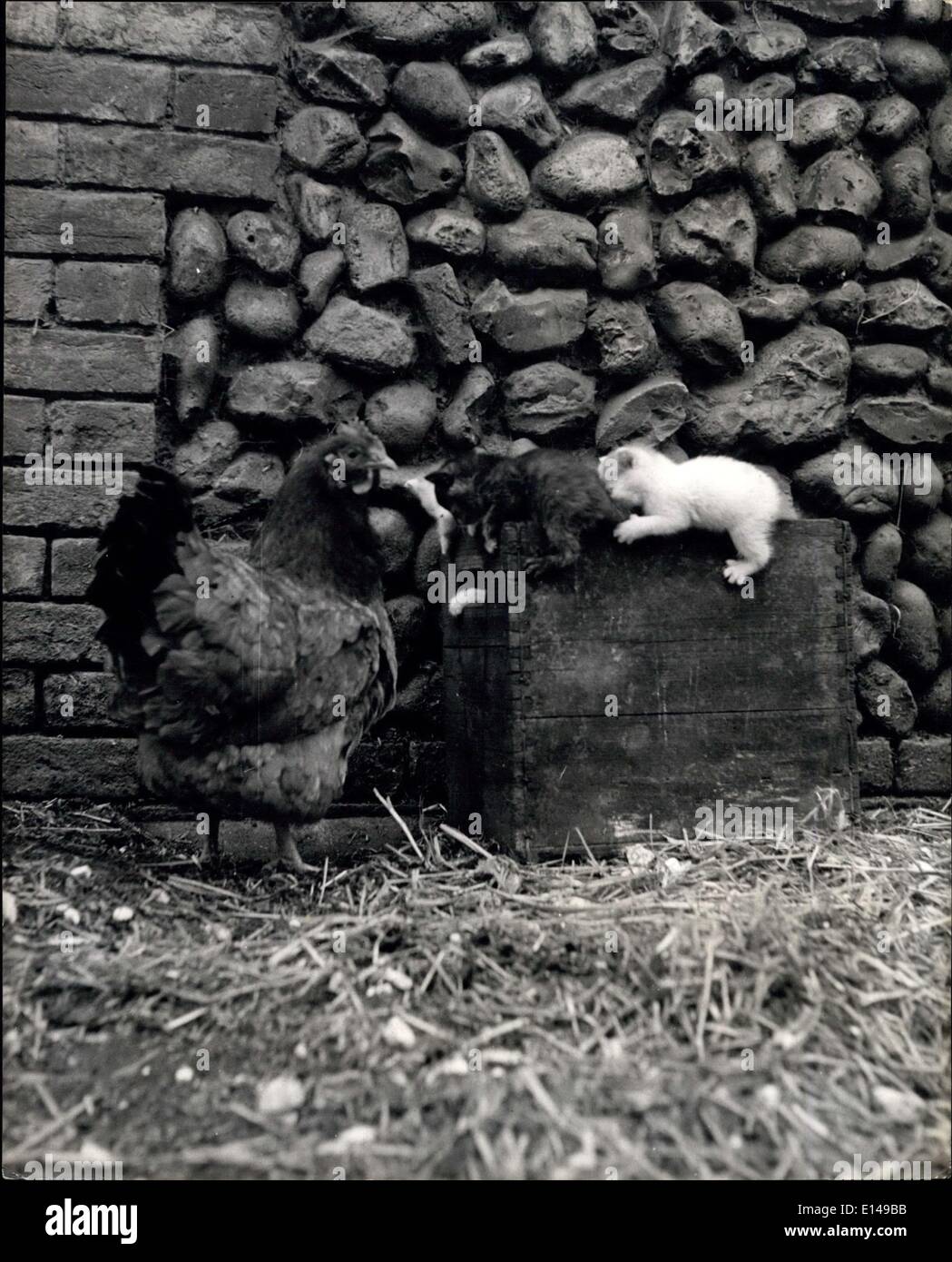 17. April 2012 - unter Henrietta wachsamen Auge: jetzt drei Wochen alt die Kätzchen sind immer abenteuerlich und eine alte Holzkiste eignet sich zum Krallen schärfen und Klettern, aber Henrietta seine immer herum beobachten, um zu sehen, sie kommen nicht zu Schaden. Fell und Feder vermischen sich - zumindest in dieser Getreidehändler Hof wo Henrietta die Henne diese hübsche kleine Küche Mütter ihre eigene Mutter, Mäuse fangen. Fell und Feder verschmelzen. Henne '' Kätzchen sitzen '' für Katzenmutter: gelegentlich Mutter Natur spielt seltsame Feder nicht bekommen, auf Stockfoto