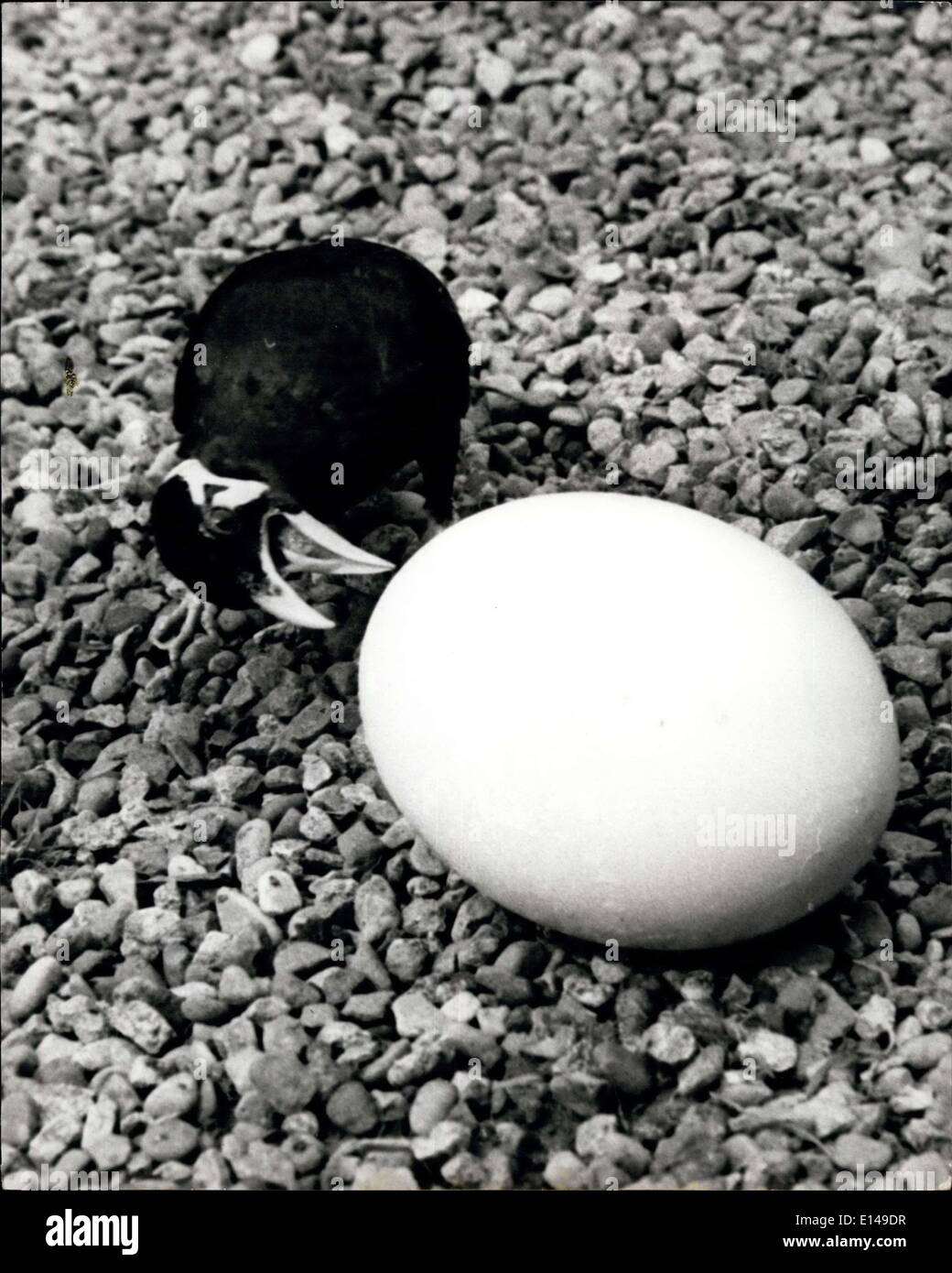 17. April 2012 - A Mynah Vogel mit einem großen Problem: Trixie Mynah Vogel sich fand konfrontiert mit einem größeren Problem an ihrem Haus, Flamingo Park Zoo, Yorkshire vor kurzem - ein wirklich King size Ei, keiner von ihren selbst - nur ein Ei, das sie zufällig stoßen, eines Tages. Was zu tun mit ihm -, wie selbst-Achtung Vogel versuchen würde- aber es schlüpft einfach zu groß - also endlich nach genauem Hinsehen war ging sie Weg - nun, es war größer, als sie war, und sicherlich in der Lage, sich selbst überlassen. Stockfoto