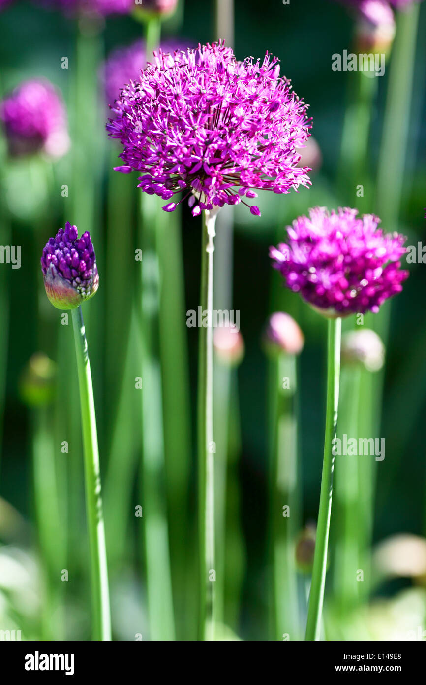 Eine lebendige grüne Hintergrund Allium (lila Empfindung) angesehen. Stockfoto