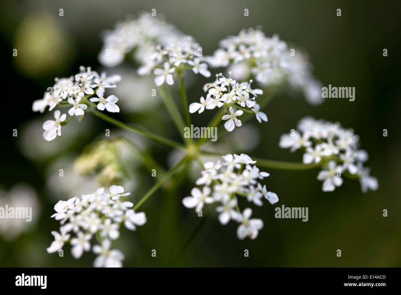 Kuh-Petersilie Stockfoto