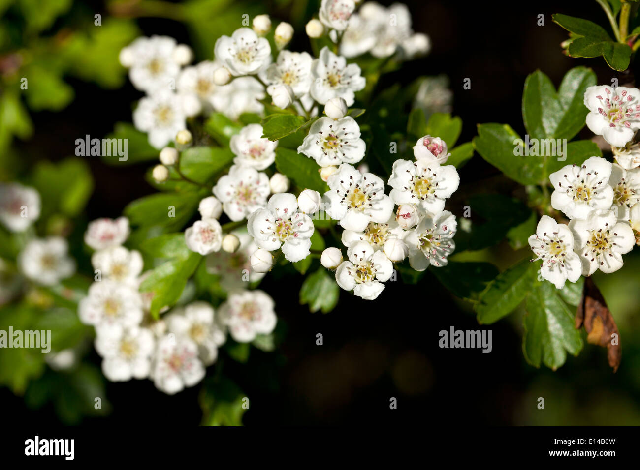 Weissdorn Blüte Stockfoto
