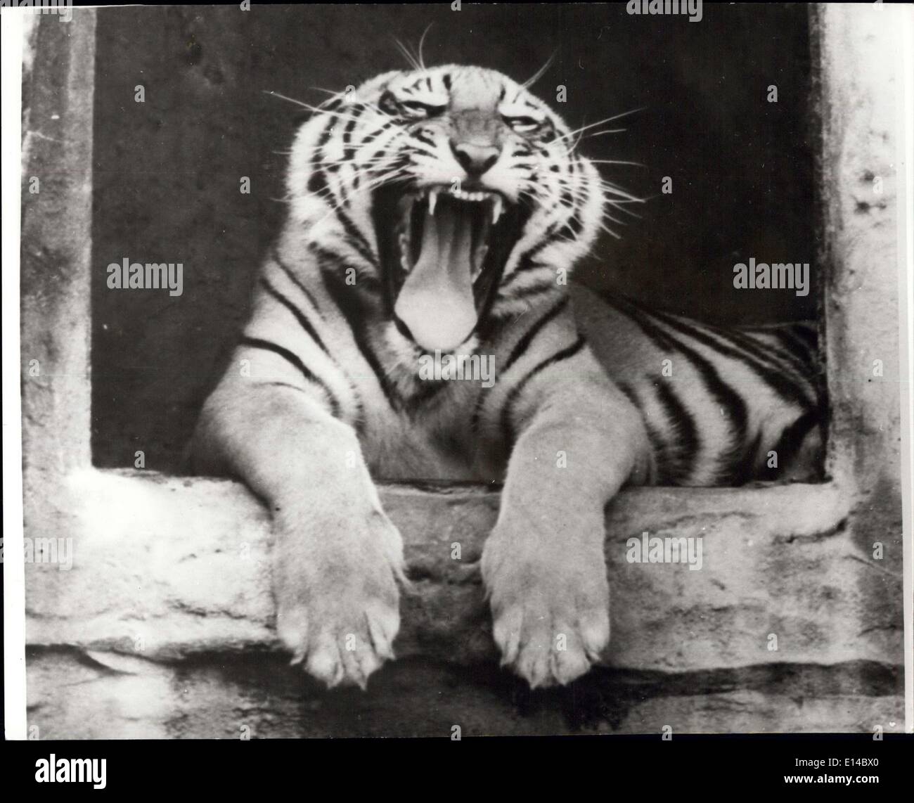 17. April 2012 - genug zu machen A Tiger lachen!: Hier ist der Ling Beweis, dass Tiger ca lachen. Die Bereitstellung der Beweis- und eine herrliche Bild - ich Sher Khan an der Tür seines Hauses Taronga Park, Sydney, Australien. Stockfoto