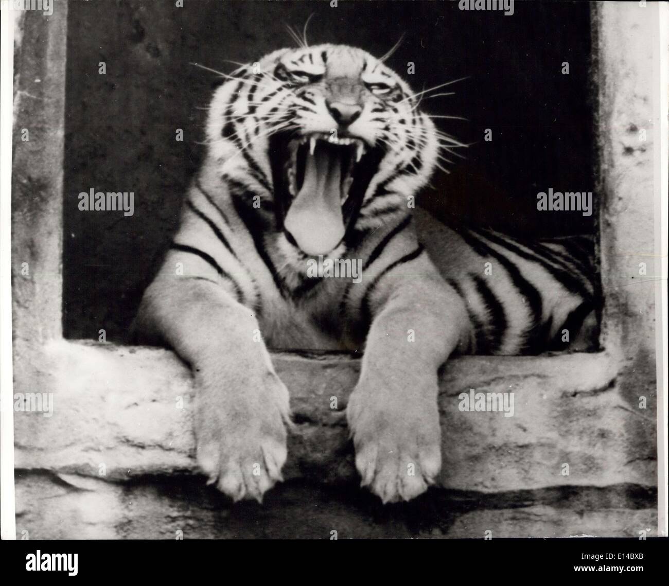 17. April 2012 - genug um einen Tiger Lachen zu machen: Hier ist der lebende Beweis dafür, das Tiger lachen können. Die Beweise und eine herrliche Bild ist Sher Khan an der Tür seines Taronga Park Hauses, Sydney, Australien. Stockfoto