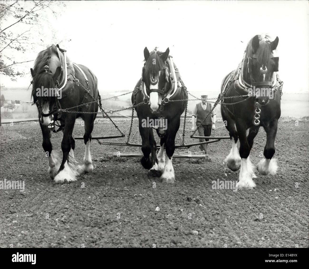 17. Apr 2012 - Pferde wieder auf der Farm; die Nachfrage nach englischen Shires boomt, vor allem, wenn sie schwarze Körper und weiße Füße haben. Das ist die modische Zweitonmischung unter Brauern, Spediteuren und Treibstoffhändlern, die Pferde immer mehr für ihre Werbeansprüche und Billigkeit einsetzen. Schwarze Walldings mit weißen Füßen sind Könige der englischen Schauringe, und holen bis zu 1,000 und amerikanische Bieter sind immer auf dem Markt für diese herrlichen Tiere. Herr Stockfoto 17. Apr 2012 - Pferde wieder auf der Farm; die Nachfrage nach englischen Shires boomt, vor allem, wenn sie schwarze Körper und weiße Füße haben. Das ist die modische Zweitonmischung unter Brauern, Spediteuren und Treibstoffhändlern, die Pferde immer mehr für ihre Werbeansprüche und Billigkeit einsetzen. Schwarze Walldings mit weißen Füßen sind Könige der englischen Schauringe, und holen bis zu 1,000 und amerikanische Bieter sind immer auf dem Markt für diese herrlichen Tiere. Herr Stockfoto