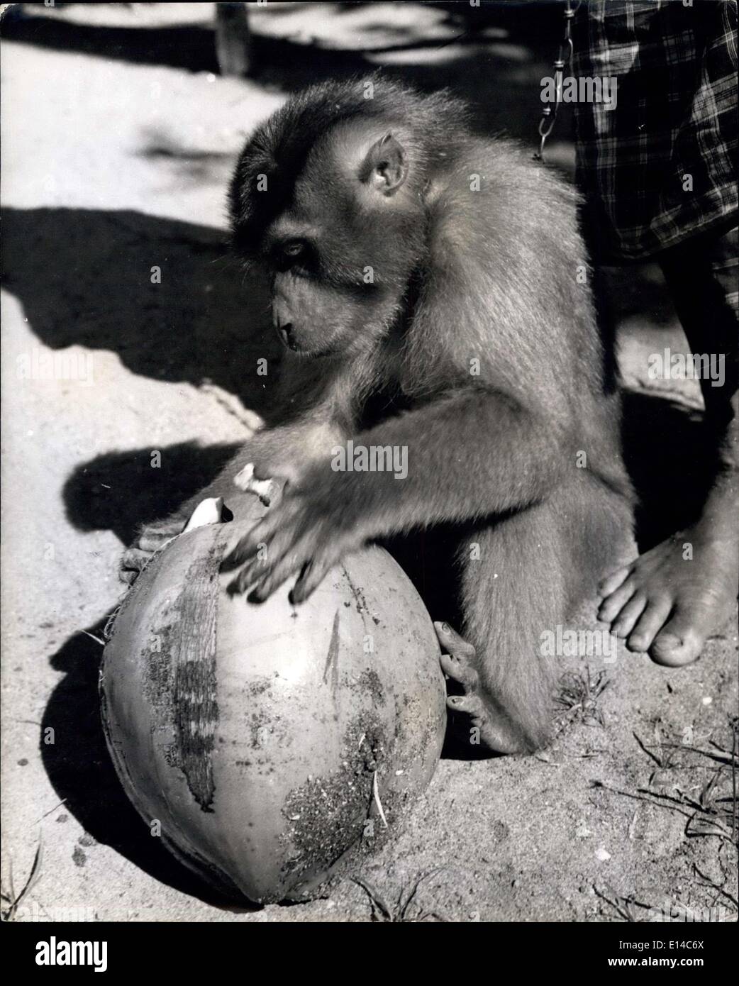 17. Apr 2012 - Zurück auf dem Boden der Affe inspiziert eine der Nüsse, die sie geerntet hat. Die grüne Hülle ist abgeplatzt, aber die harte Schale hat das weiße Fleisch und die Milch geschützt, die zum Kochen von Fett verwendet werden, oder in Copra getrocknet.Madame Monkey arbeitet für ihr Leben in Sumatra: Als Kokosnuss-Sammlerin verdient sie einen menschlichen Arbeiter Lohn: Sumatra ist eine Insel voller Affen aller Formen, Farben und Größen. Die Eingeborenen haben lange ken Vorteil dieses und trainieren weibliche Gefangene Affen, um einen nützlichen Tag der Arbeit für ihren Schutz zu tun Stockfoto