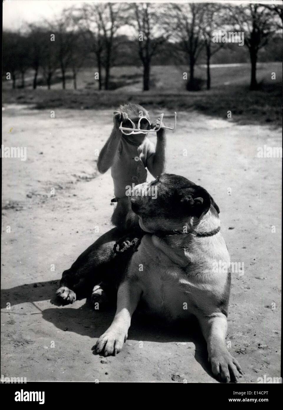 Gehen Sie 17. April 2012 - mit Ihnen auf. Sie sind verkehrt herum: Rocky die Bulldog, spielt gerne mit seinen Pal-Jenny, die Rhesus-Affen auf Hampstead Heath, in der Nähe ihrer Heimat. Ein paar Sonnenbrille hält sie für eine lange Zeit amüsiert. Stockfoto