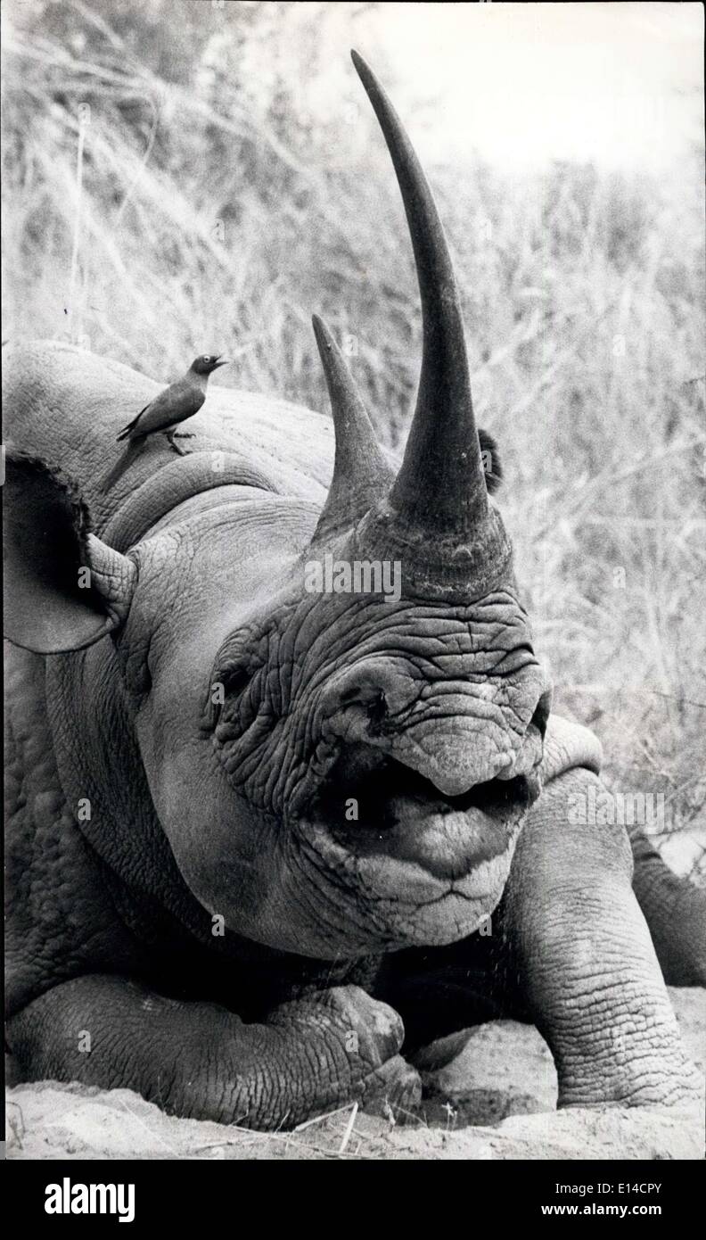 17. April 2012 - Nashörner in freier Wildbahn - mit damit verbundenen Tick Vogel. Box 45048, Nairobi, Kenia Stockfoto