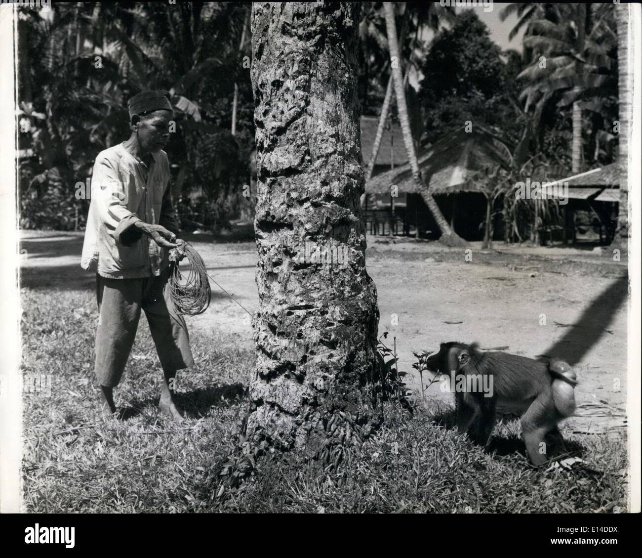 18. April 2012 - Madame Affe Werke für ihr Leben In Sumatra: Als A Coconut Sammler sie verdient A menschliche Arbeitskraft Lohn Sumatra ist eine Insel voller Affen in allen Formen, Farben und Größen. Die Eingeborenen haben lange Vorteil davon genommen und weiblichen Gefangene Affen täglich nützlich für ihren Unterhalt arbeiten zu trainieren. Beste (die einzige in der Tat) Aufgabe eine Affe tun kann ist, verwenden Sie seine Fähigkeiten in Bäume zu klettern, um die Kokosnüsse zu pflücken, die für ihre Kopra verkauft werden. Weibchen können nur für diese Arbeit ausgebildet werden, da die Männchen der Spezies zu heftig ist Stockfoto