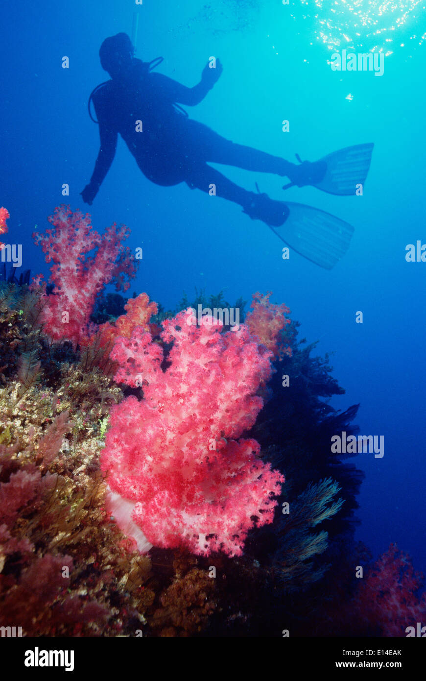 Australien. Great Barrier Reef. Taucher-Silhouette mit rosa Korallen. Stockfoto