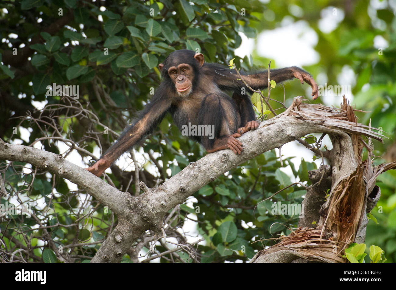 Junge Schimpansen (Pan Troglodytes), Fluss Gambia National Park, Gambia Stockfoto