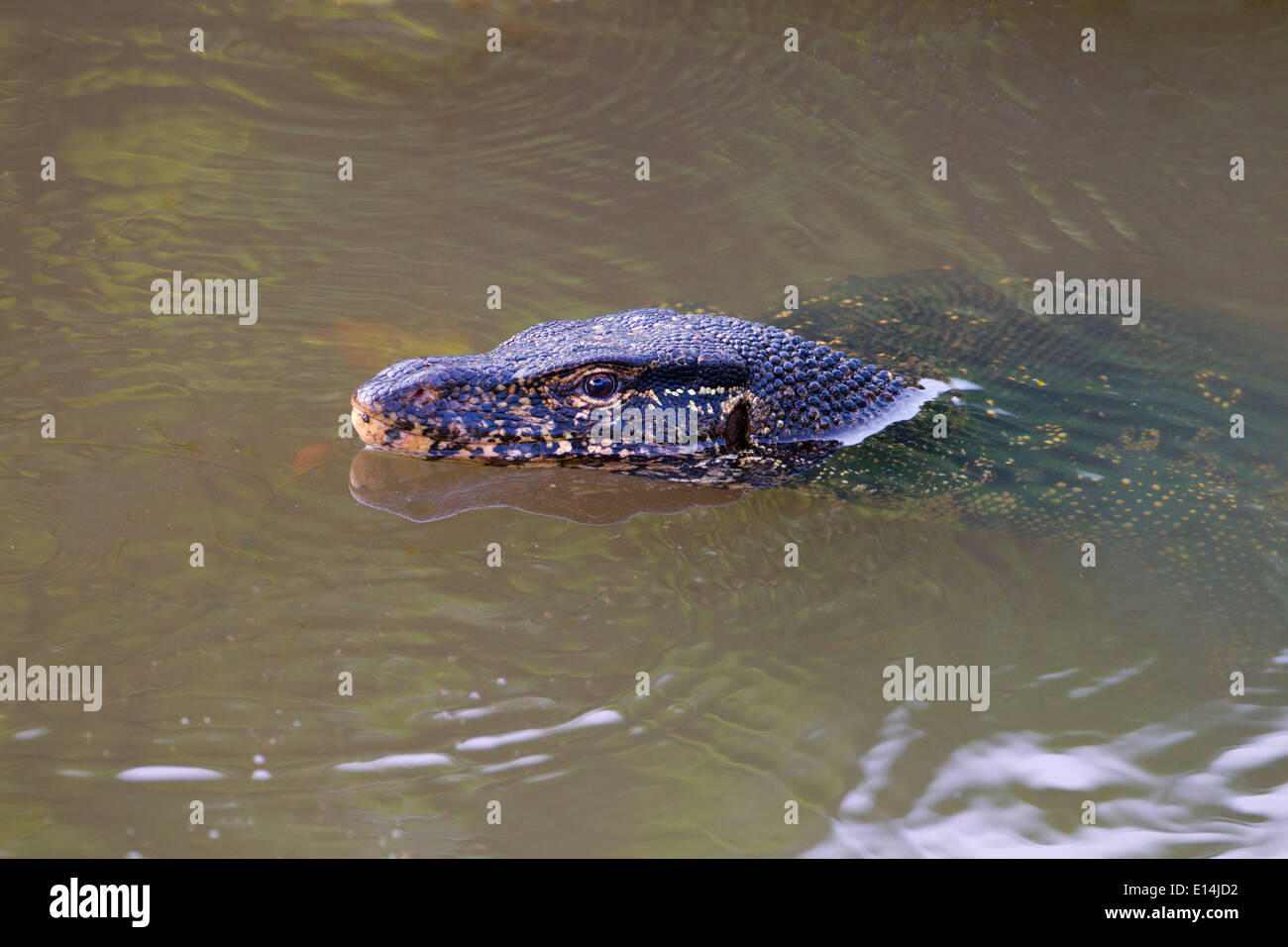 Wasser-Monitor Varanus Salvator Yala-Nationalpark Sri Lanka Stockfoto