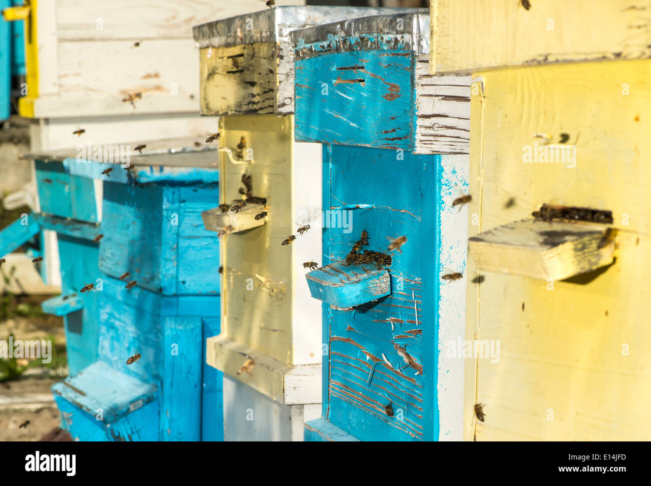 Schwarm von Bienen fliegen zum Bienenstock. Sonne-Licht Stockfoto