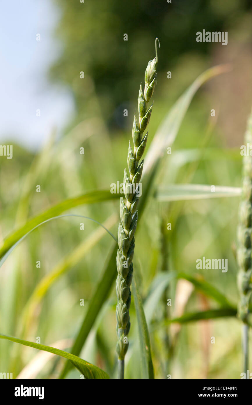 Dinkel-Ohr Stockfoto