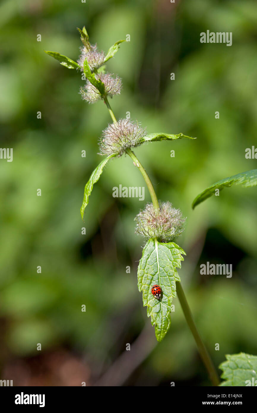Marienkäfer auf einer Pflanze Stockfoto