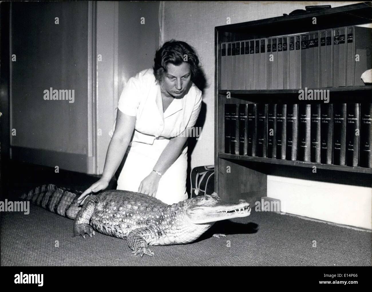 9. April 2012 - ein Krokodil als Heimat Begleiter ist nicht etwas sehen Sie jeden Tag, aber Dr. Heinz Helmuth in Ludwigsburg, wo sie der Führer der natürlichen Kunstmuseum ist. Sie hat Kroki, eine braune Kaiman aus Venezuela; Kroki lebt seit 16 Jahren bereits mit ihr. Kroki ist hier nicht nur für Spaß, aber eher wissenschaftlichen Zwecken. Ihre Erkenntnisse über das Krokodil und mehr als fünfzig Schildkröten, mit denen sie ihrem Garten bevölkert, sind Aufnahme in ihre Bücher und Papiere. Kroki, genießt jedoch ein tägliches Ritual Fetzen vom Tisch essen und schlafen unter den Kinderbetten. Stockfoto