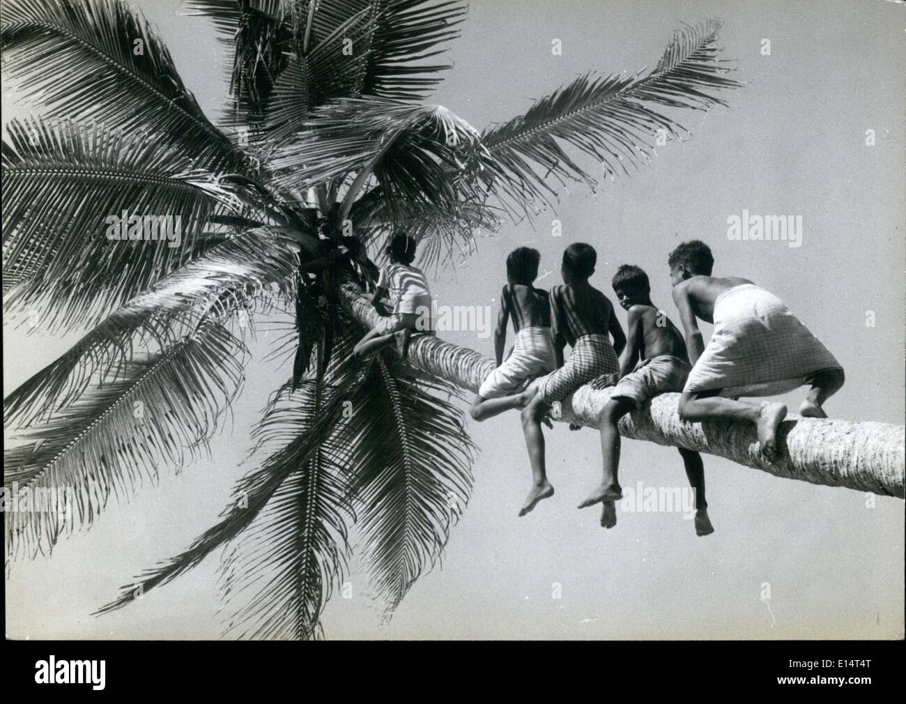 18. April 2012 - kommunistischen Kokosnüsse: Um Trivandrum, wächst die kommunistische Hochburg in Indiens kleinsten Bundesstaat Kerala Millionen von Kokospalmen, die alles, was Sie tun müssen, ist, dass man auf den Baum klettern und hilf dir selbst, wie die Söhne der Fischer tun. Es geht um das einzige in der kommunistische Staat kontrollierte kostenlos. Stockfoto