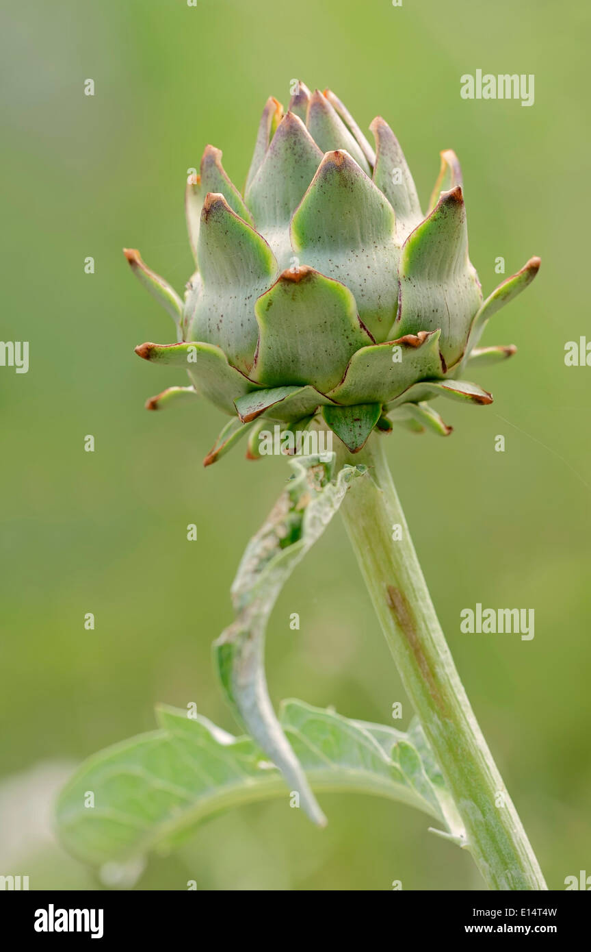 Artischocke (Cynara Scolymus, Cynara Cardunculus), Blütenstand, Deutschland Stockfoto