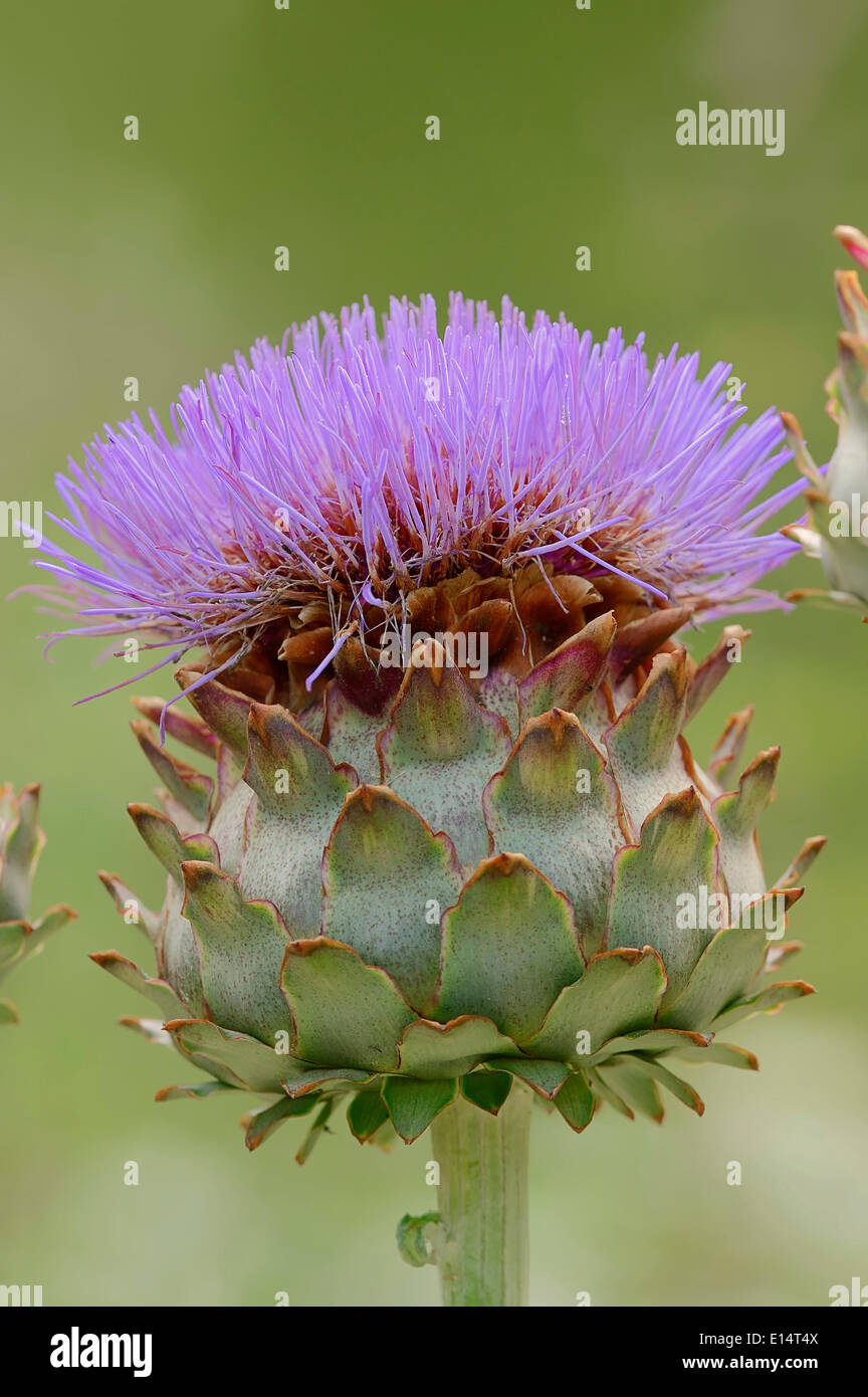 Artischocke (Cynara Scolymus, Cynara Cardunculus), Blütenstand, Deutschland Stockfoto