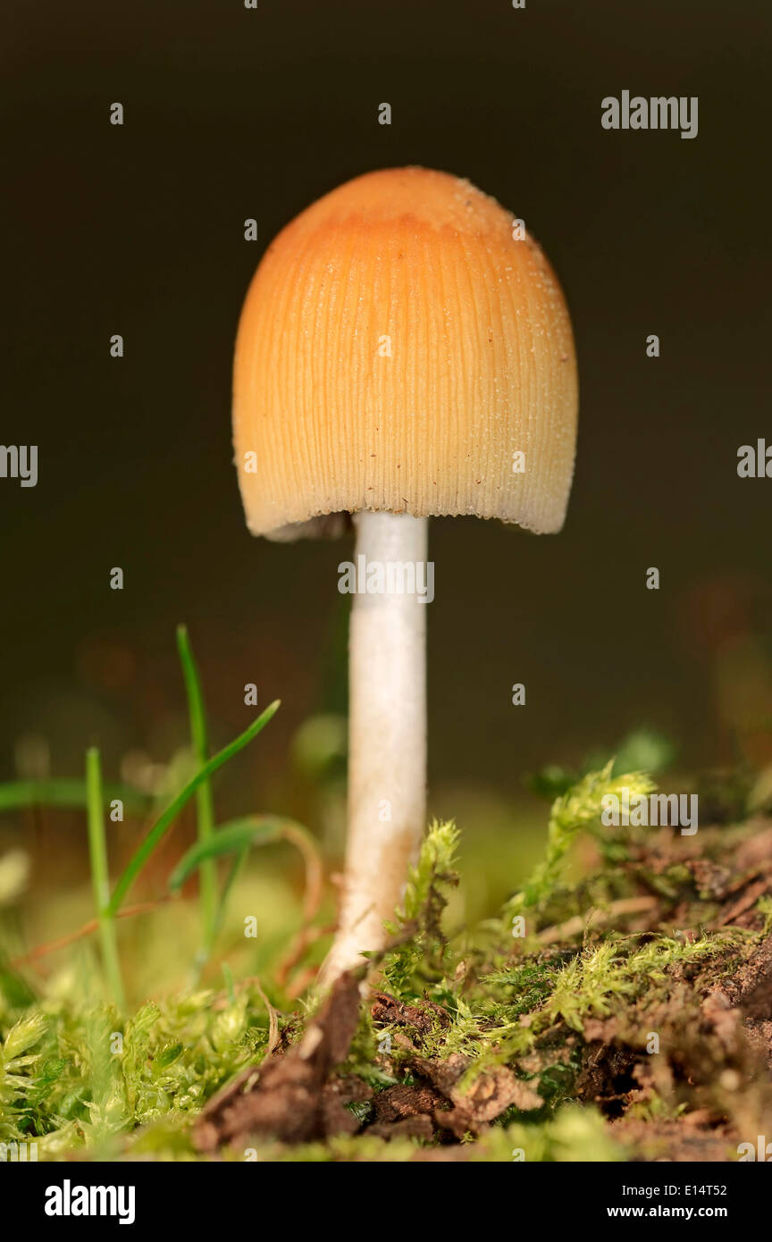 Glimmer-Kappe oder Glistening Tinte-Cap (Coprinus Micaceus), North Rhine-Westphalia, Germany Stockfoto