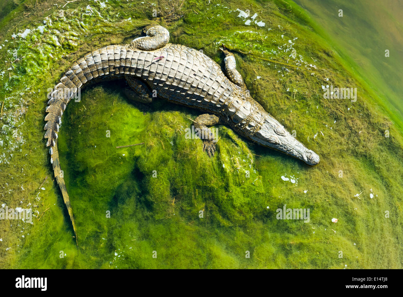 Nil-Krokodil (Crocodylus Niloticus) liegen auf Grünalgen, Krüger Nationalpark, Südafrika Stockfoto
